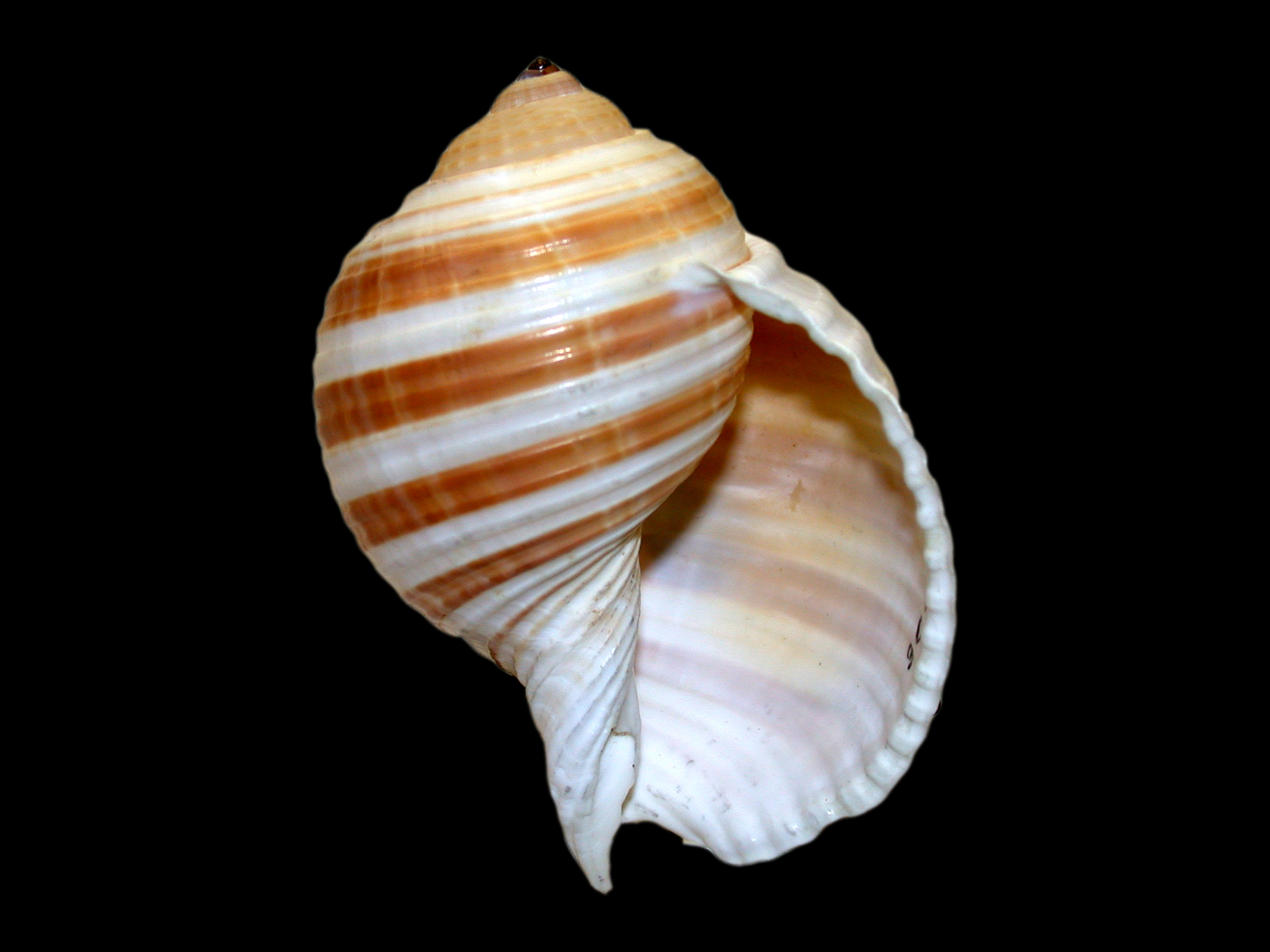 Shell tonna. Морская улитка. Аури морская улитка. Морская улитка оранжевая. Tonna lischkeana.